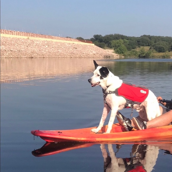 *SOLD * Dog Life Jacket - Picture 4 of 8